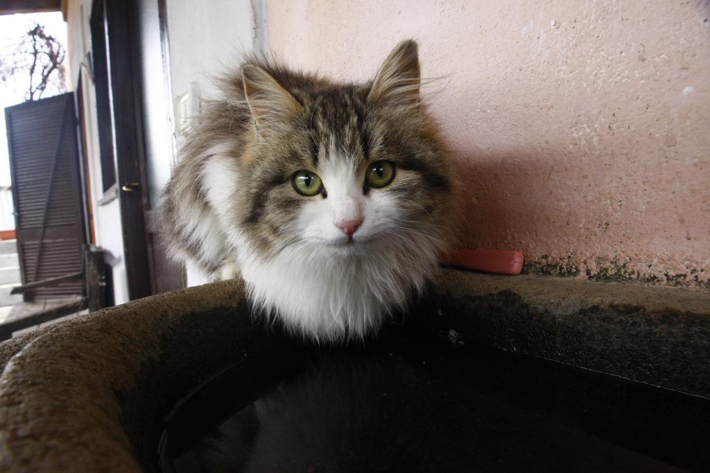 Willa Agrihouse Bracciano  Zewnętrze zdjęcie