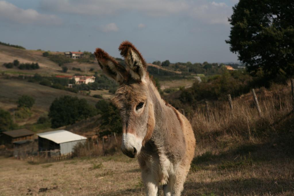 Willa Agrihouse Bracciano  Zewnętrze zdjęcie